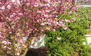 Cherry tress in full blossom