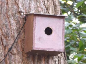 Bird Nest Box