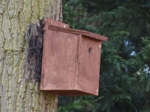 Bird Box