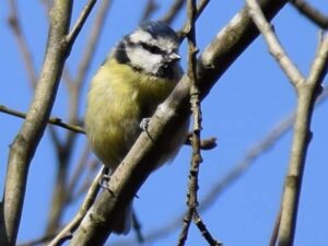 Blue Tit