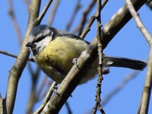 Blue Tit