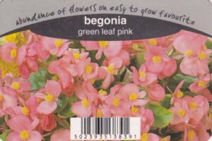 Pink Begonias