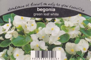 White Begonias
