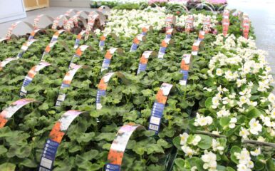 Planting season continues…