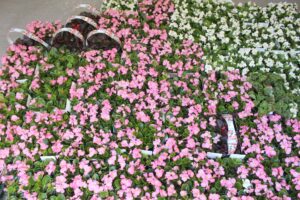 Planting to go